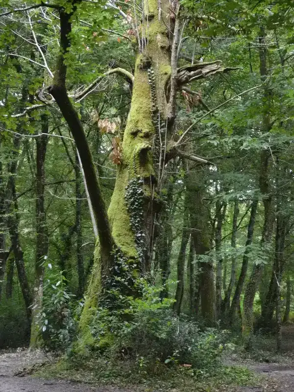 Photographie intitulée ‘Arbre de l’ancien Canéjan’, format 50x70 cm – artiste Florence Boutoulle – Fébécréations.fr
